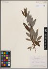 Foto von Salix discolor Muhl.